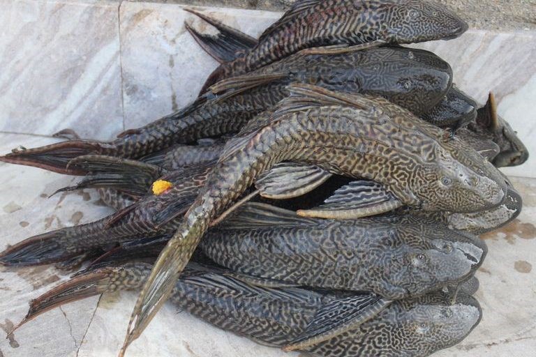 “Planet Ocean: tides are changing” – Introducing Invasive Fish Species ...