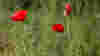 Red poppies and wild grasses