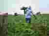 Farm workers in field picking produce and carrying cardboard crates