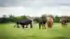 Cows in grassy field on cloudy day