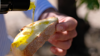Image of hand pouring olive oil onto white bread from Boniviri