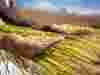 Hands holding wheat against blue sky 