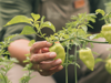 A chef's hand picking a green chilli pepper