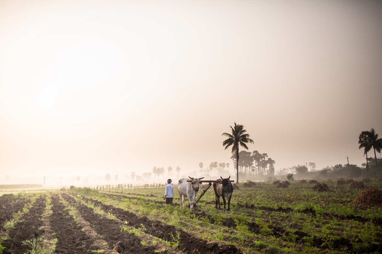 Atmospheric shot of man and two oxen on misty turmeric farm