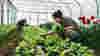Two people crouched down to tend vegetables in polytunnel
