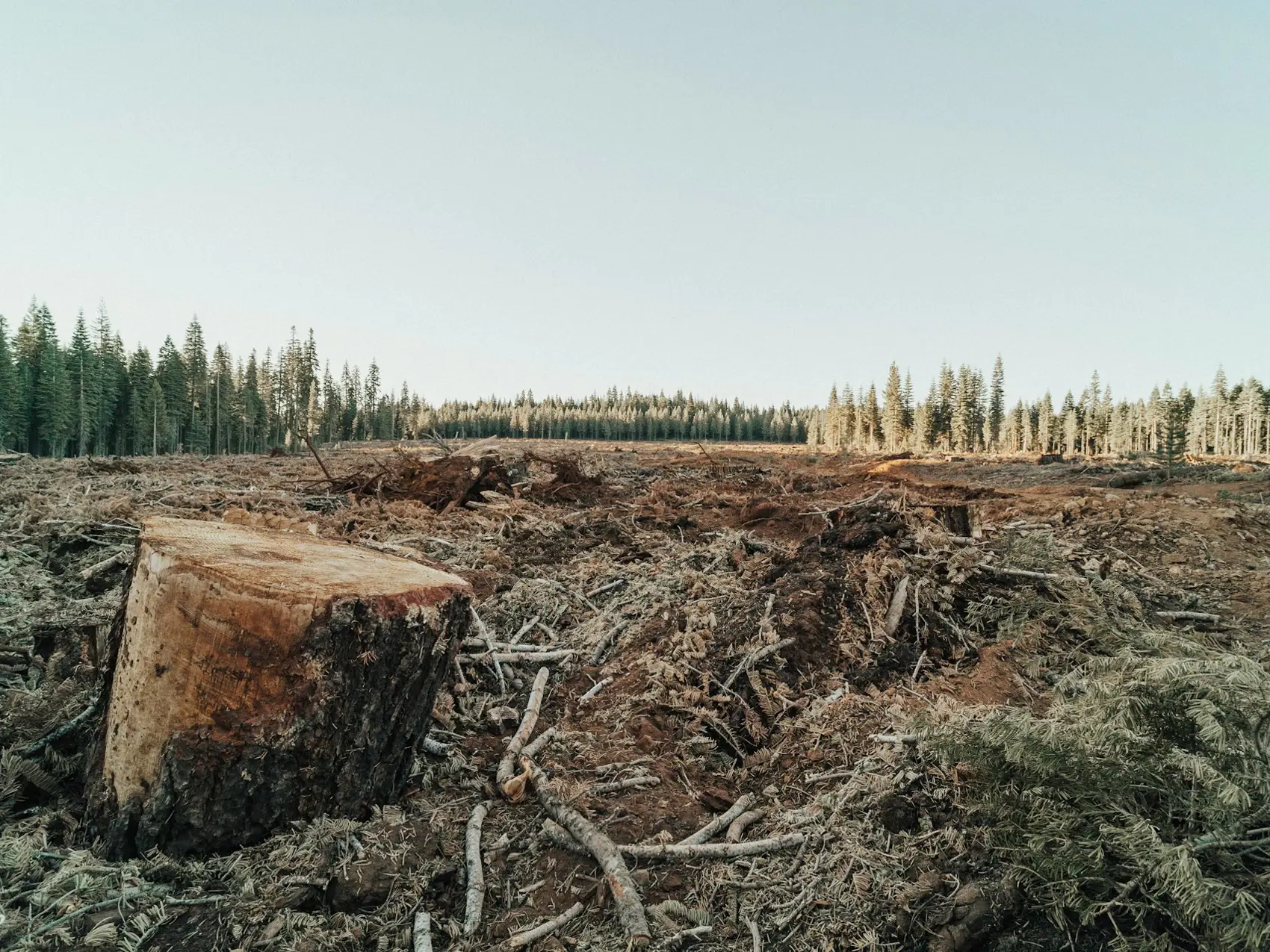 Help Deforstation Why Deforestation Matters for the Restaurant Industry and How to Help