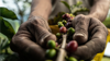 Close up of two hands holding multi-coloured coffee beans on stalk