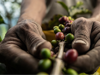 Close up of two hands holding multi-coloured coffee beans on stalk