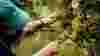 Vineyard worker with tattoos on left arm picking white grapes