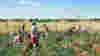 A group of people working in a sunny field