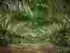 Oil palm trees with their leaves forming an arch over the path