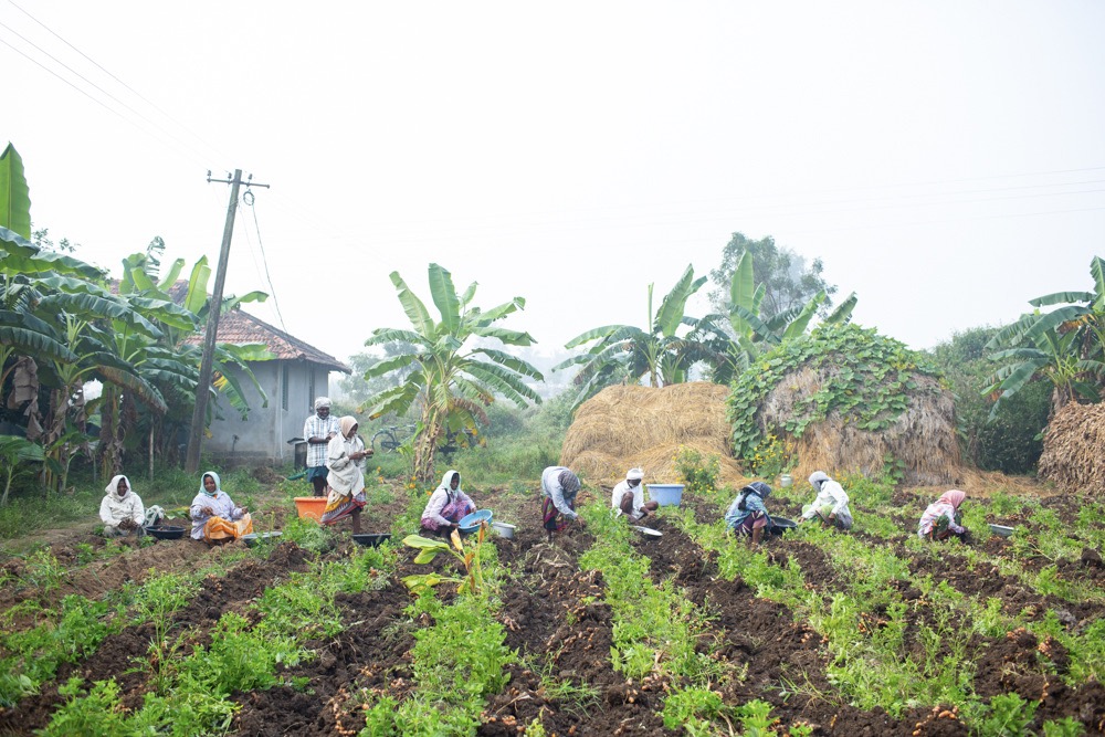 Row of crouched people working on turmeric farm